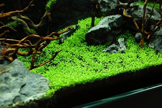 Tropica Elatine hydropiper 1-2-grow! (Advanced)
