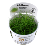 Eleocharis acicularis 'Mini' - Pusilla 1-2-grow! (Medium)