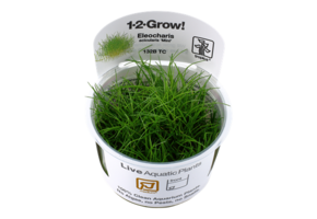 Eleocharis acicularis 'Mini' - Pusilla 1-2-grow! (Medium)