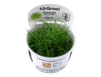 Eleocharis acicularis 'Mini' - Pusilla 1-2-grow! (Medium)