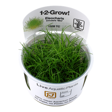 Eleocharis acicularis 'Mini' 1-2-grow! (Medium)