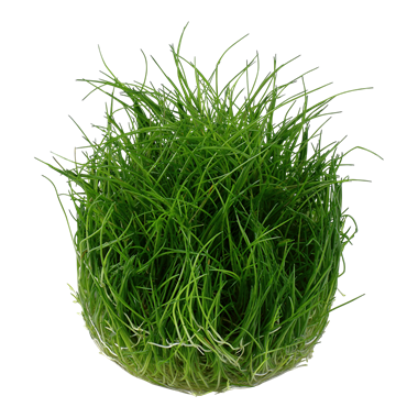 Eleocharis acicularis 'Mini' 1-2-grow! (Medium)