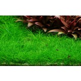 Eleocharis acicularis 'Mini' - Pusilla 1-2-grow! (Medium)