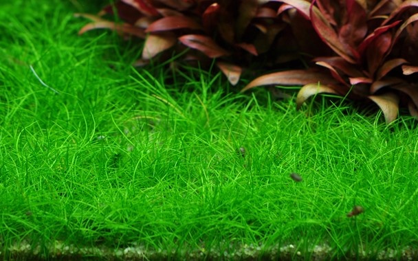 Eleocharis acicularis 'Mini' 1-2-grow! (Medium)