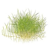 Eleocharis acicularis 'Mini' - Pusilla 1-2-grow! (Medium)