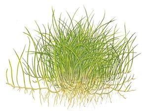 Eleocharis acicularis 'Mini' 1-2-grow! (Medium)