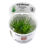 Eriocaulon cinereum 1-2-grow! (Advanced)