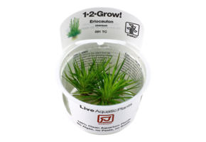 Eriocaulon Cinereum 1-2-Grow! (Advanced)