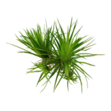 Eriocaulon cinereum 1-2-grow! (Advanced)