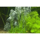 Eriocaulon cinereum 1-2-grow! (Advanced)