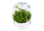 Tropica Gratiola viscidula 1-2-grow! (Medium)