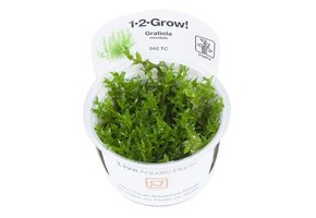 Tropica Gratiola Viscidula 1-2-Grow! (Medium)