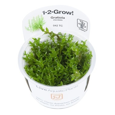 Tropica Gratiola Viscidula 1-2-Grow! (Medium)