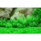 Tropica Gratiola Viscidula 1-2-Grow! (Medium)