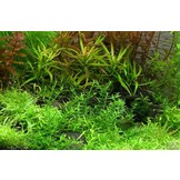 Tropica Gratiola Viscidula 1-2-grandir! (Moyen)