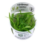Tropica Helanthium bolivianum 'Quadricostatus' 1-2-grow! (easy)