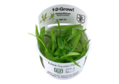 Tropica Helanthium Bolivianum 'Quadricostatus' 1-2-Grow! (Easy)