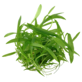 Tropica Helanthium bolivianum 'Quadricostatus' 1-2-grow! (easy)