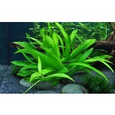 Tropica Helanthium bolivianum 'Quadricostatus' 1-2-grow! (easy)