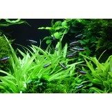 Tropica Helanthium bolivianum 'Quadricostatus' 1-2-grow! (easy)