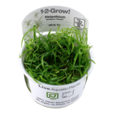 Helanthium tenellum Green - In Vitro