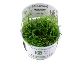 Helanthium tenellum Green - In Vitro