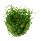 Helanthium tenellum vert - in vitro