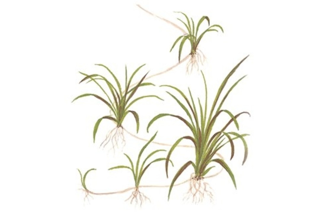 Helanthium tenellum Green - In Vitro
