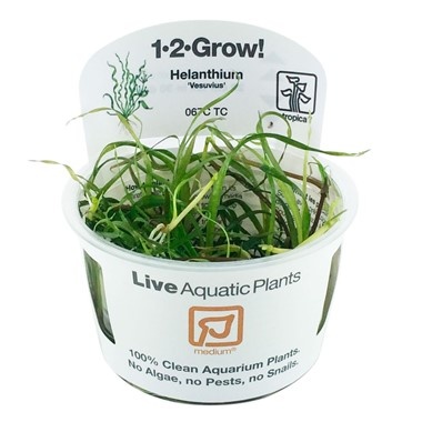Tropica Helanthium 'Vesuvius' 1-2-grow! (medium)