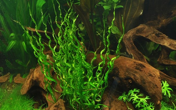 Tropica Helanthium 'Vesuvius' 1-2-grow! (medium)