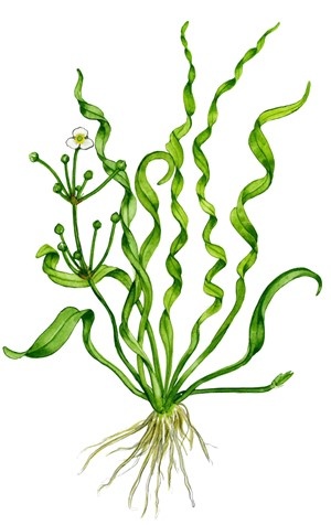 Tropica Helanthium 'Vesuvius' 1-2-grow! (medium)