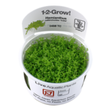 Tropica Hemianthus Callitrichoides 'Cuba' 1-2-Grow