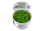Tropica Hemianthus callitrichoides 'Cuba' 1-2-grow