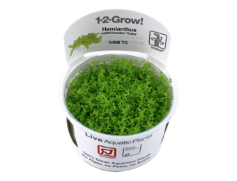 Tropica Hemianthus Callitrichoides 'Cuba' 1-2-grandir