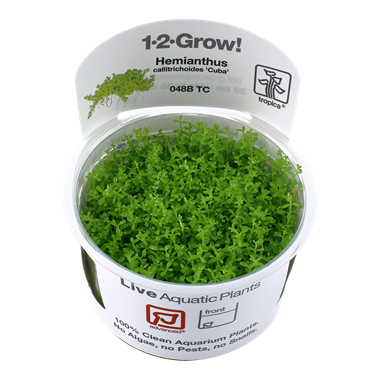 Tropica Hemianthus callitrichoides 'Cuba' 1-2-grow