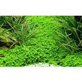 Tropica Hemianthus Callitrichoides 'Cuba' 1-2-Grow