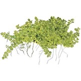 Tropica Hemianthus Callitrichoides 'Cuba' 1-2-Grow