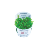 Hemianthus micranthemoides  - Hemianthus glomeratus - In Vitro