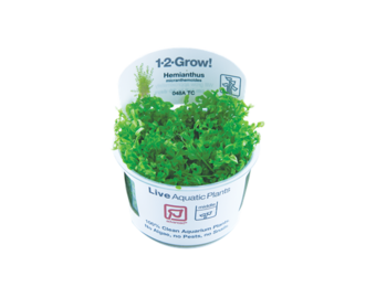 Hemianthus micranthemoides  - Hemianthus glomeratus - In Vitro