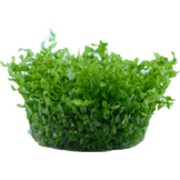 Hemianthus micranthemoides  - Hemianthus glomeratus - In Vitro