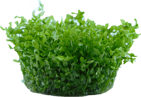 Hemianthus micranthemoides - In Vitro