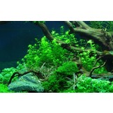 Hemianthus micranthemoides  - Hemianthus glomeratus - In Vitro