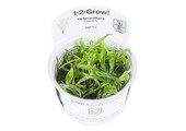 Tropica Heteranera Zosterifolia 1-2-Grow! (Easy)