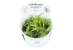 Tropica Heteranthera zosterifolia 1-2-grow! (easy)
