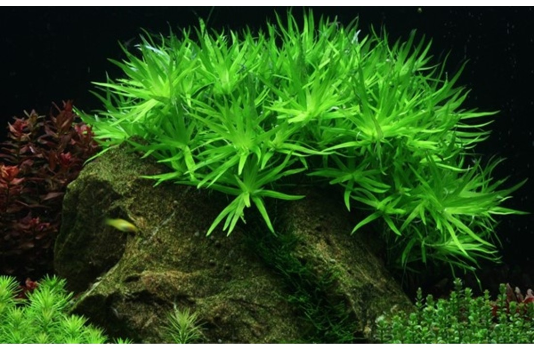 Tropica Heteranthera zosterifolia 1-2-grow! (easy)