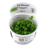 Tropica Hydrocotyle tripartita 1-2-Grow! (medium)