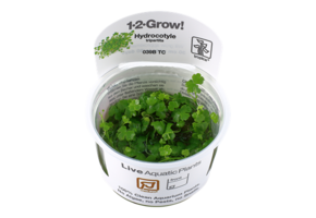 Tropica Hydrocotyle tripartita 1-2-Grow! (medium)