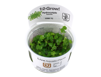 Tropica Hydrocotyle tripartita 1-2-Grow! (medium)