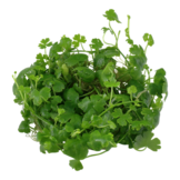 Tropica Hydrocotyle tripartita 1-2-Grow! (medium)