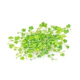 Tropica Hydrocotyle tripartita 1-2-Grow! (medium)